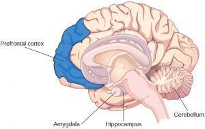 cnx_psych_08_02_brain